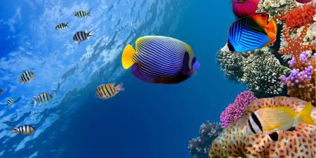 aquatic health